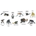 zawartość tuby primates ssaki naczelne.jpg
