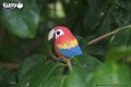 23_parrot_05.JPG