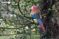 23_parrot_11.JPG