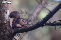 41_chipmunk_03.JPG